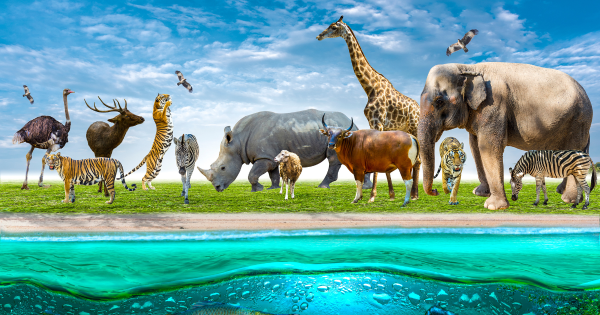 Thumbnail for 1st Grade Field Trip to Zoo Tampa